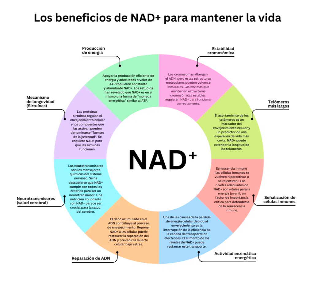 NAD+R Cx: complejo activo concentrado contra el envejecimiento celular