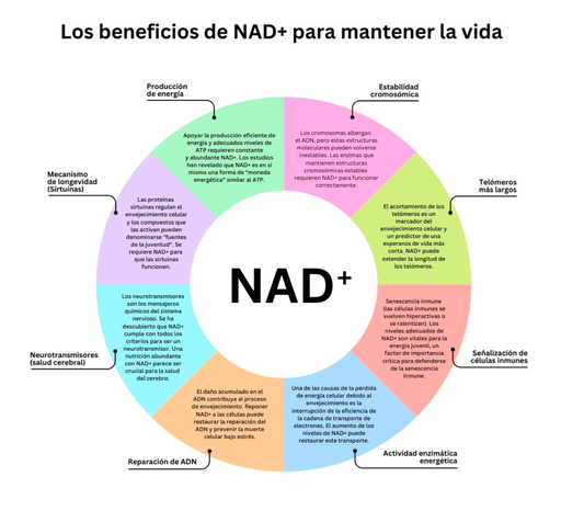 NAD+R Cx: complejo activo concentrado contra el envejecimiento celular